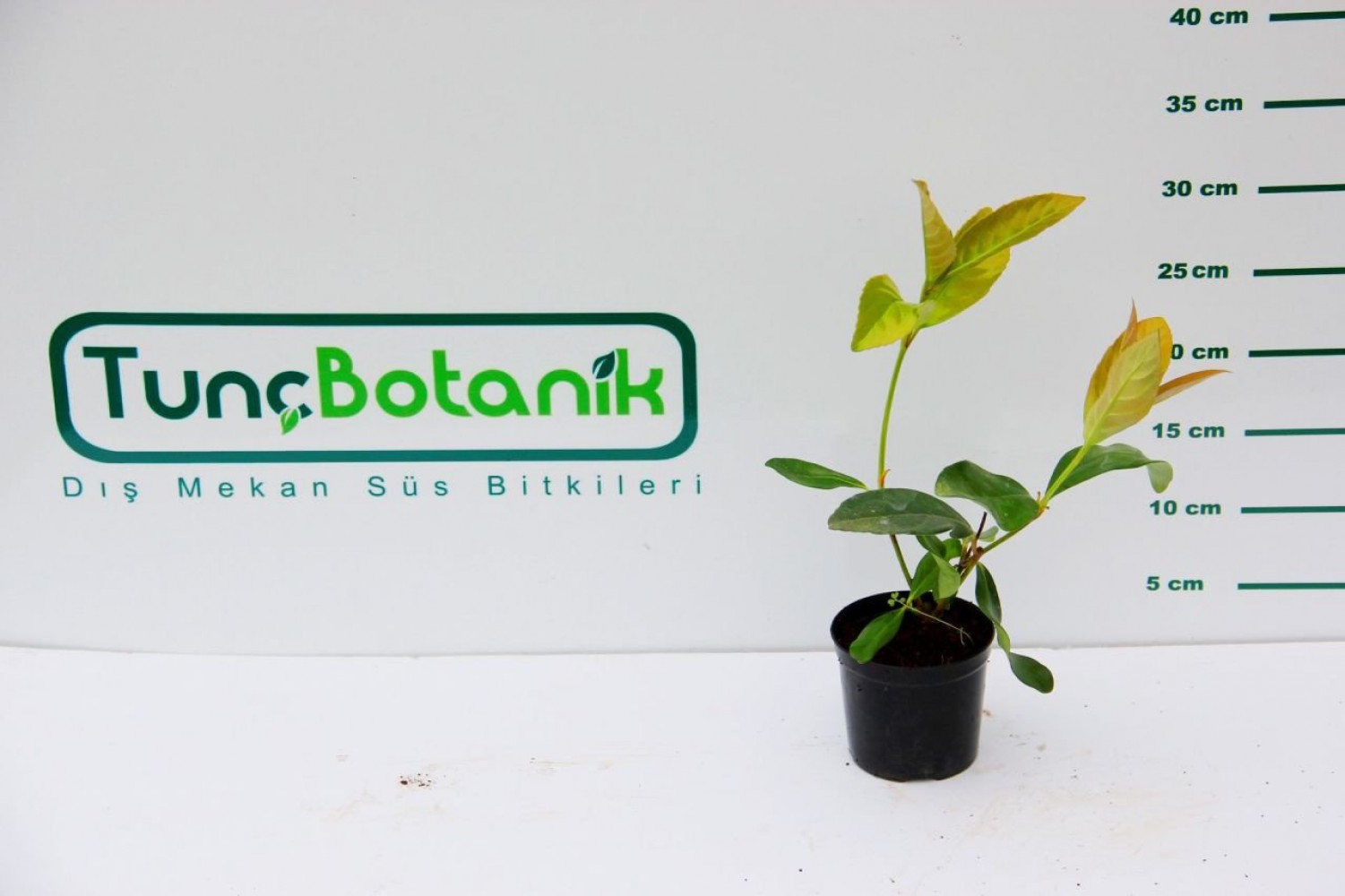 KARTOPU FİDESİ 20 ADET 'Viburnum Lucidum'