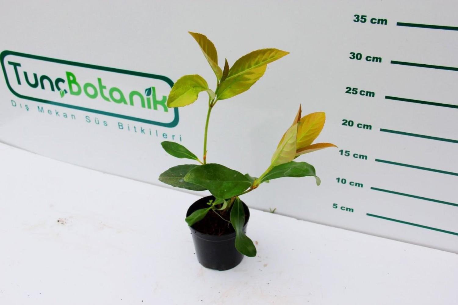 KARTOPU FİDESİ 20 ADET 'Viburnum Lucidum'