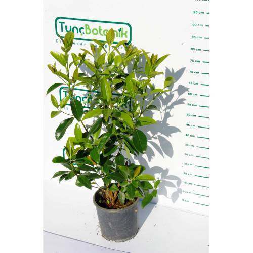 KARTOPU LUCİDUM 3 ADET- 1 METRE ÇİT BİTKİSİ