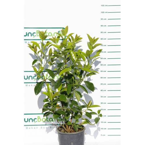 KARTOPU LUCİDUM 5 ADET- 1 METRE ÇİT BİTKİSİ