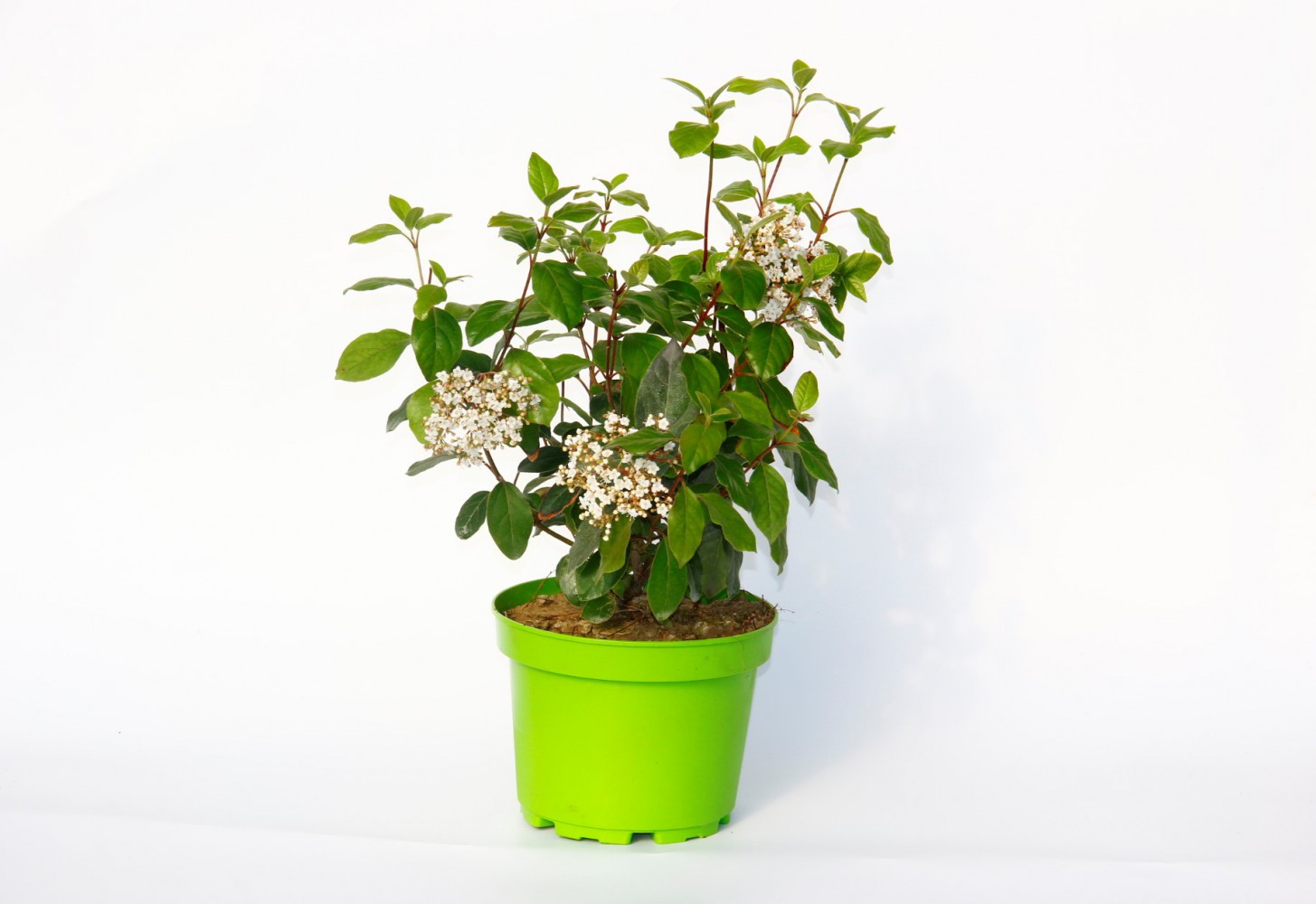 KARTOPU TİNUS 2 ADET - HEDİYELİK YEŞİL SAKSIDA