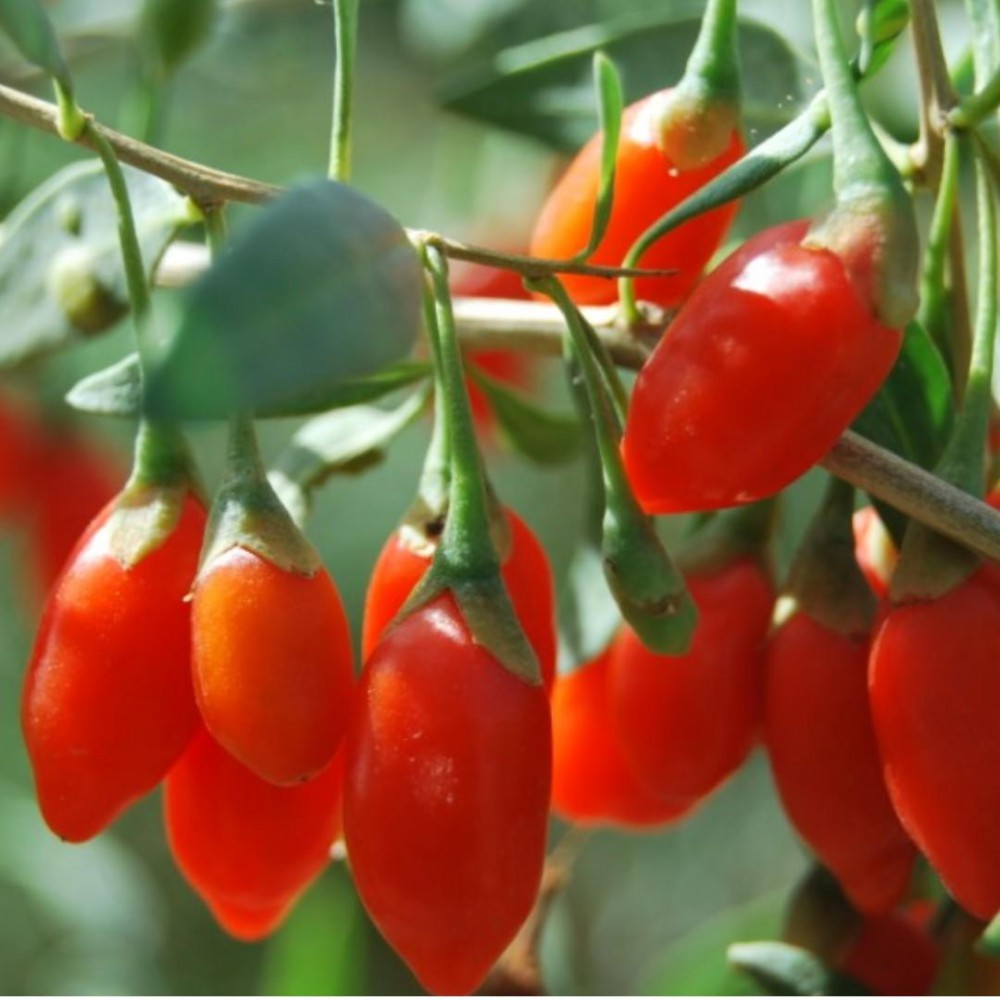 KIRMIZI GOJİ BERRY FİDANI 3 ADET
