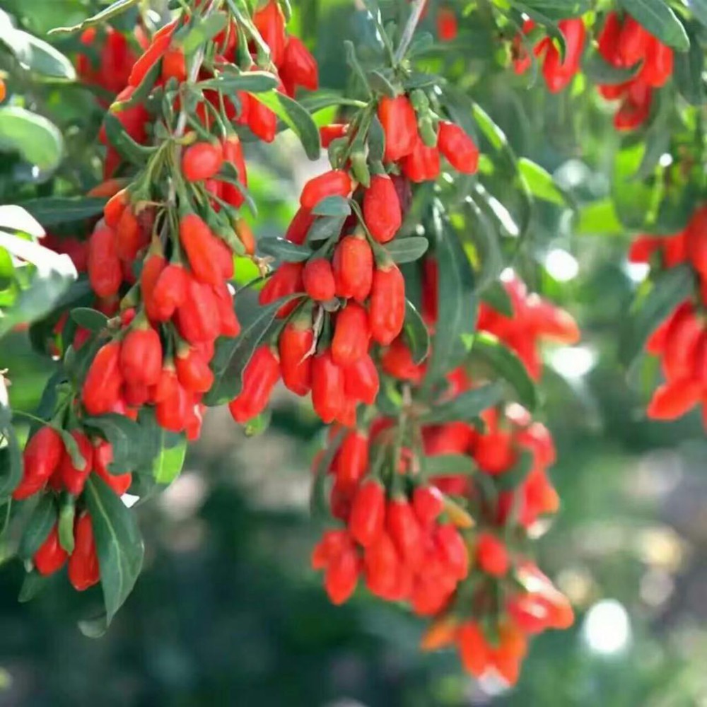 KIRMIZI GOJİ BERRY FİDANI 3 ADET