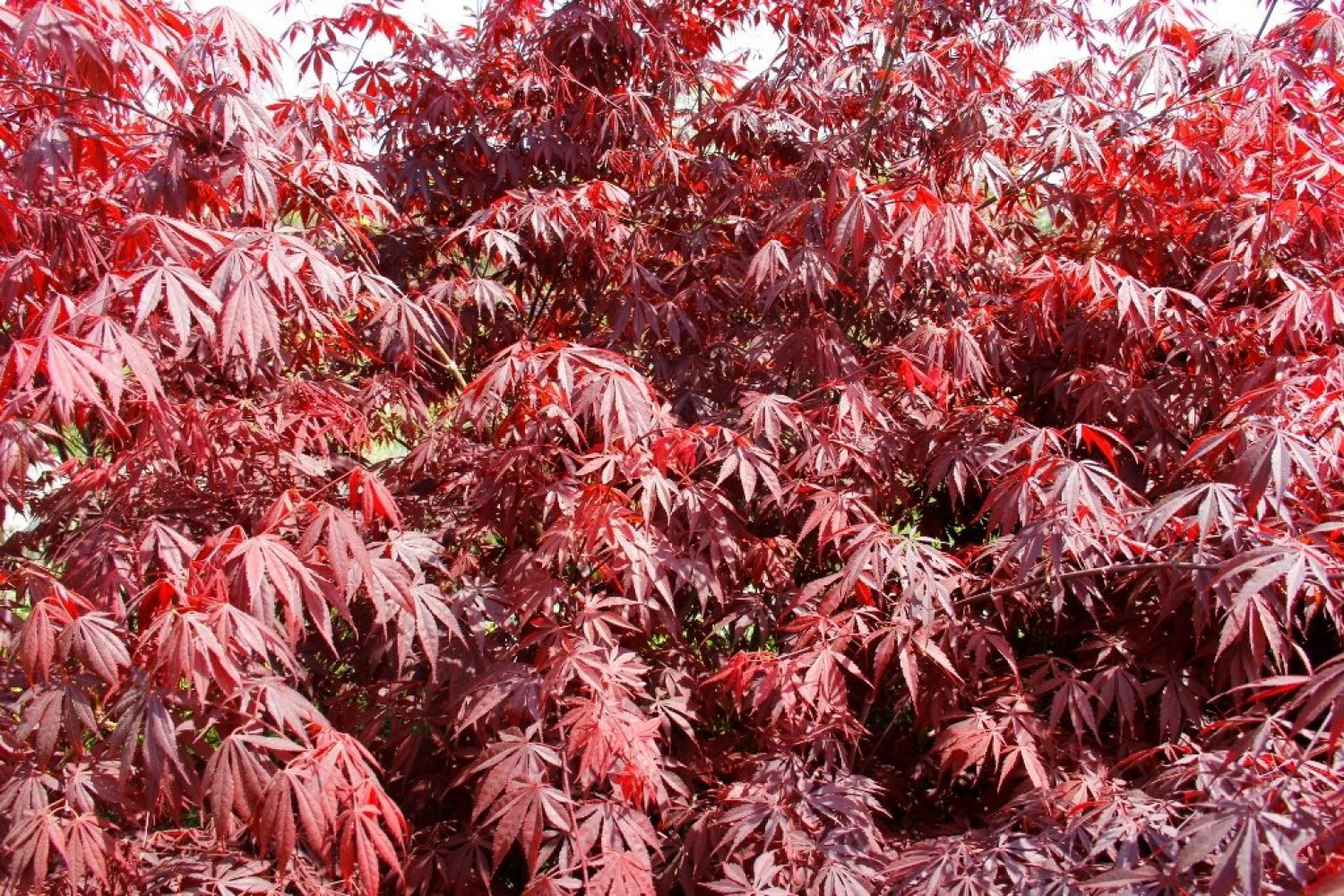 KIRMIZI JAPON AKÇAAĞACI   150 - 200 CM