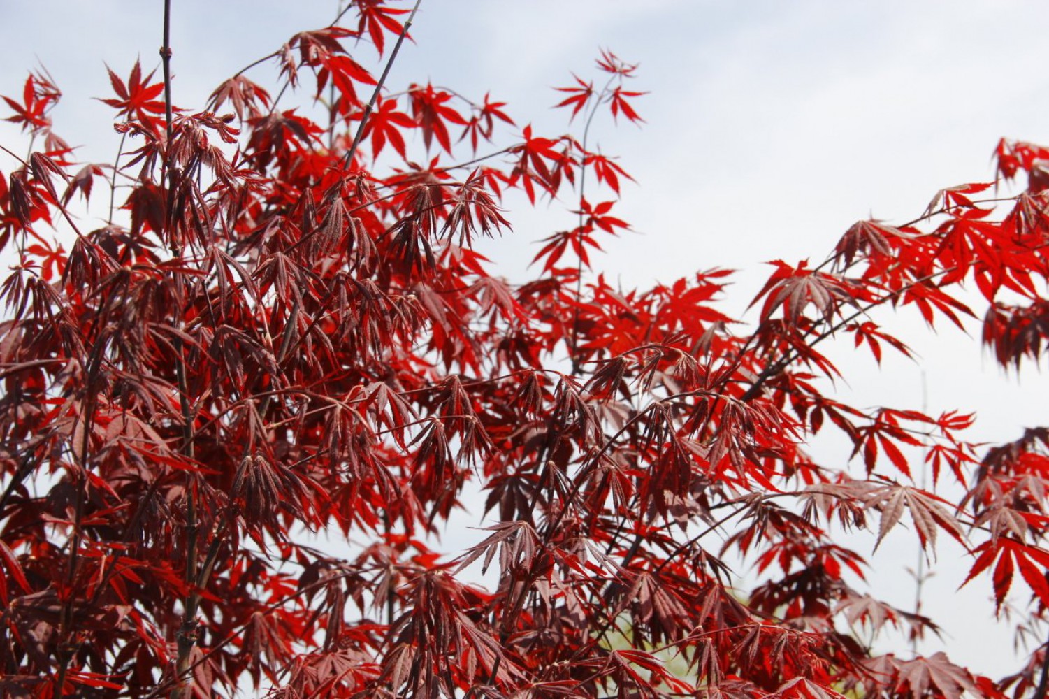 KIRMIZI JAPON AKÇAAĞACI   150 - 200 CM