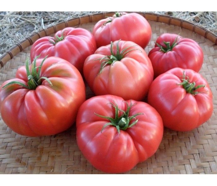 KÖY DOMATESİ EKİM SETİ - TOHUM,TOPRAK,SAKSI,BİTKİ BESİNİ KÖY DOMATESİ EKİM SETİ - TOHUM,TOPRAK,SAKSI,BİTKİ BESİNİ