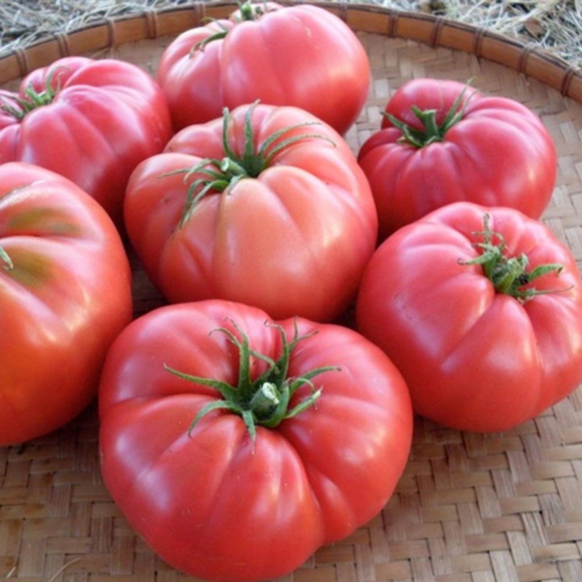 KÖY DOMATESİ EKİM SETİ - TOHUM,TOPRAK,SAKSI,BİTKİ BESİNİ KÖY DOMATESİ EKİM SETİ - TOHUM,TOPRAK,SAKSI,BİTKİ BESİNİ