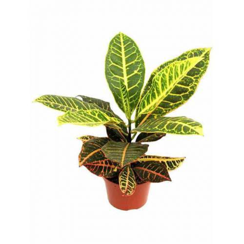 KRATON SALON BİTKİSİ - CROTON PETRA 30-50 cm