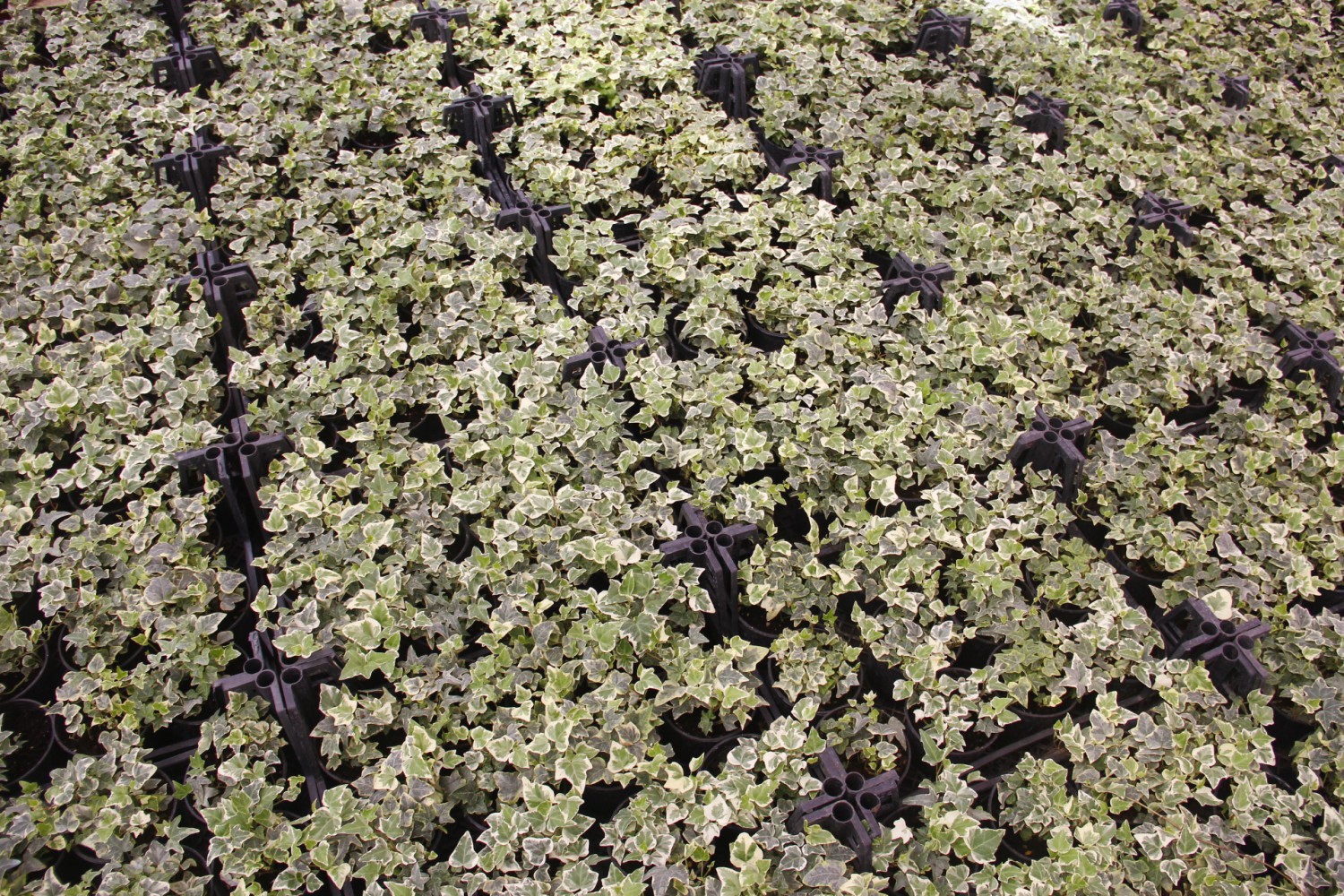 KÜÇÜK YAPRAKLI HEDERA SARMAŞIK 3 ADET