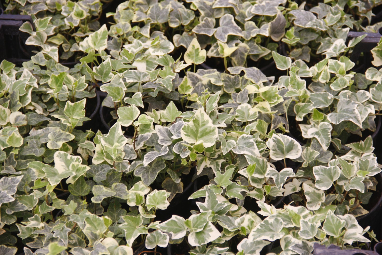 KÜÇÜK YAPRAKLI HEDERA SARMAŞIK 3 ADET