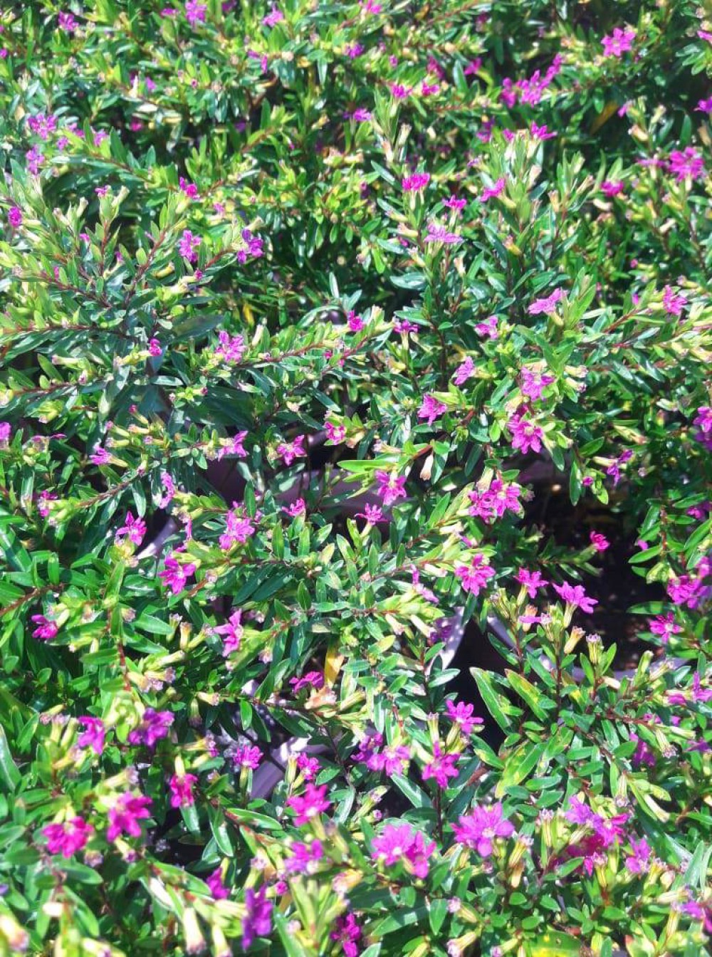 KUFEYA CENNET ÇİÇEĞİ 30 ADET - ÇOK YILLIK DIŞ MEKAN ÇİÇEĞİ