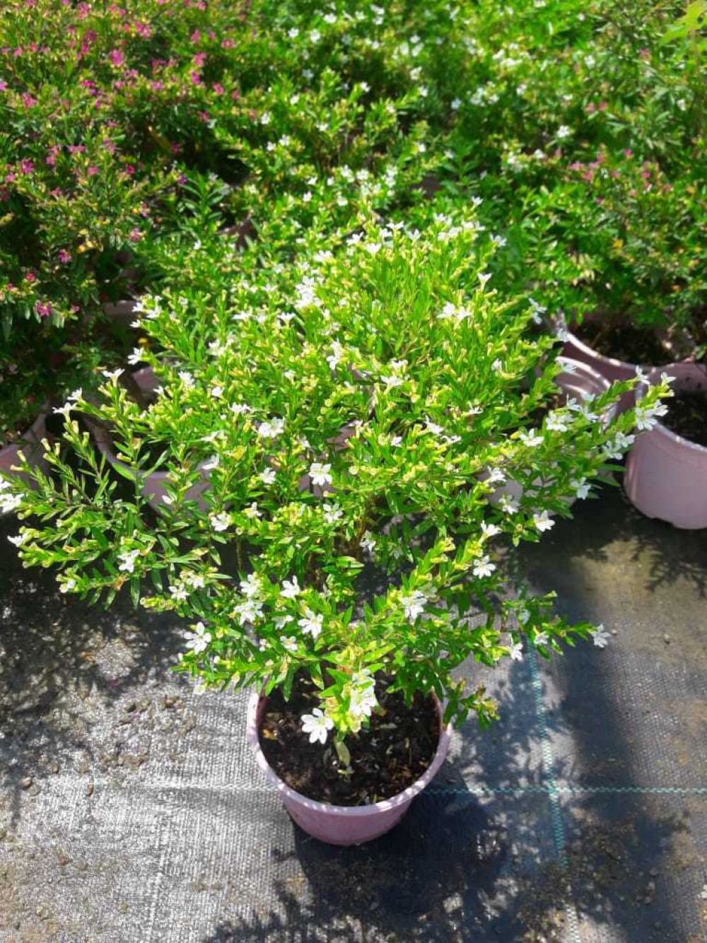 KUFEYA CENNET ÇİÇEĞİ PEMBE VE BEYAZ 10 ADET PAKET