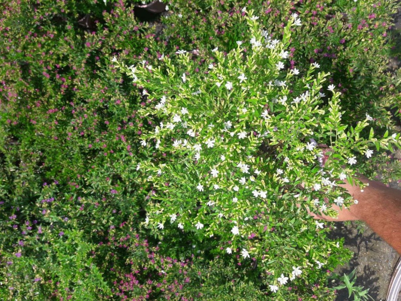 KUFEYA CENNET ÇİÇEĞİ PEMBE VE BEYAZ 10 ADET PAKET