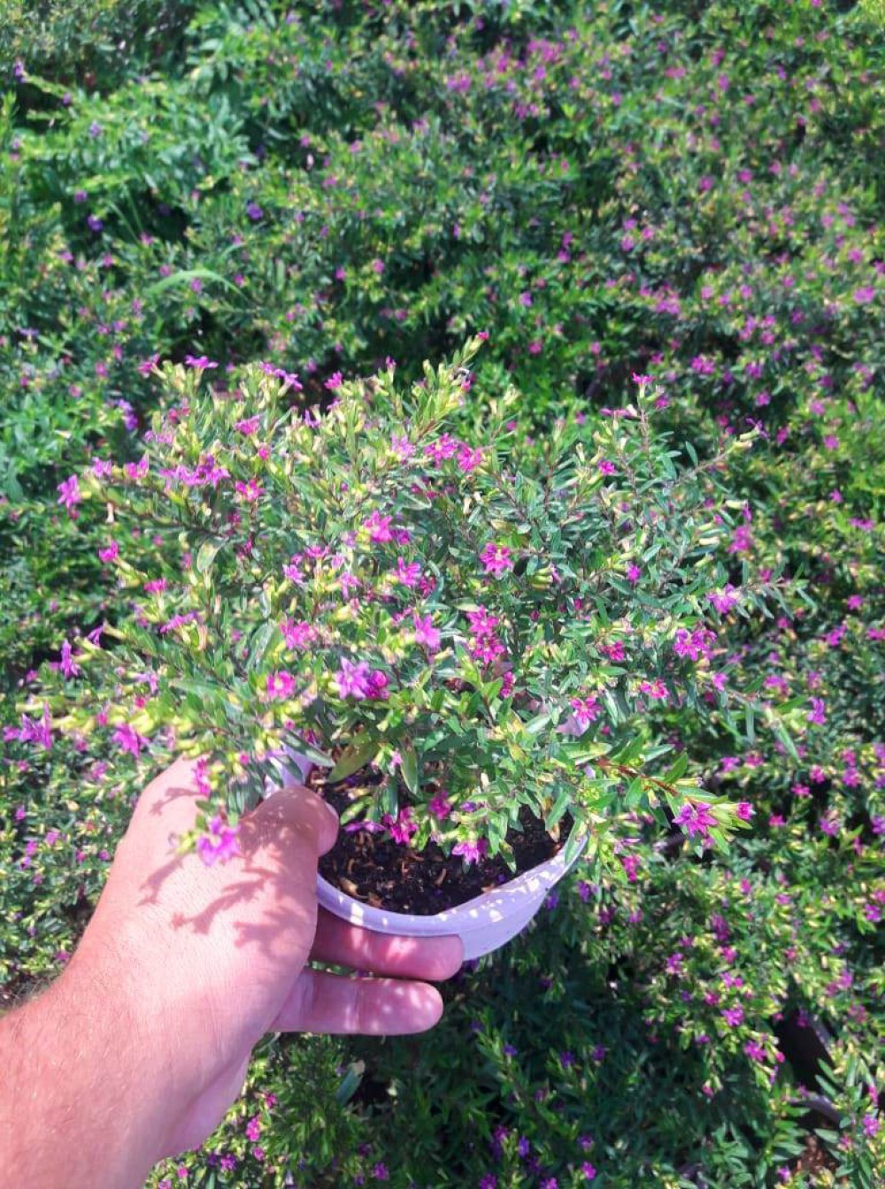 KUFEYA CENNET ÇİÇEĞİ PEMBE VE BEYAZ 10 ADET PAKET