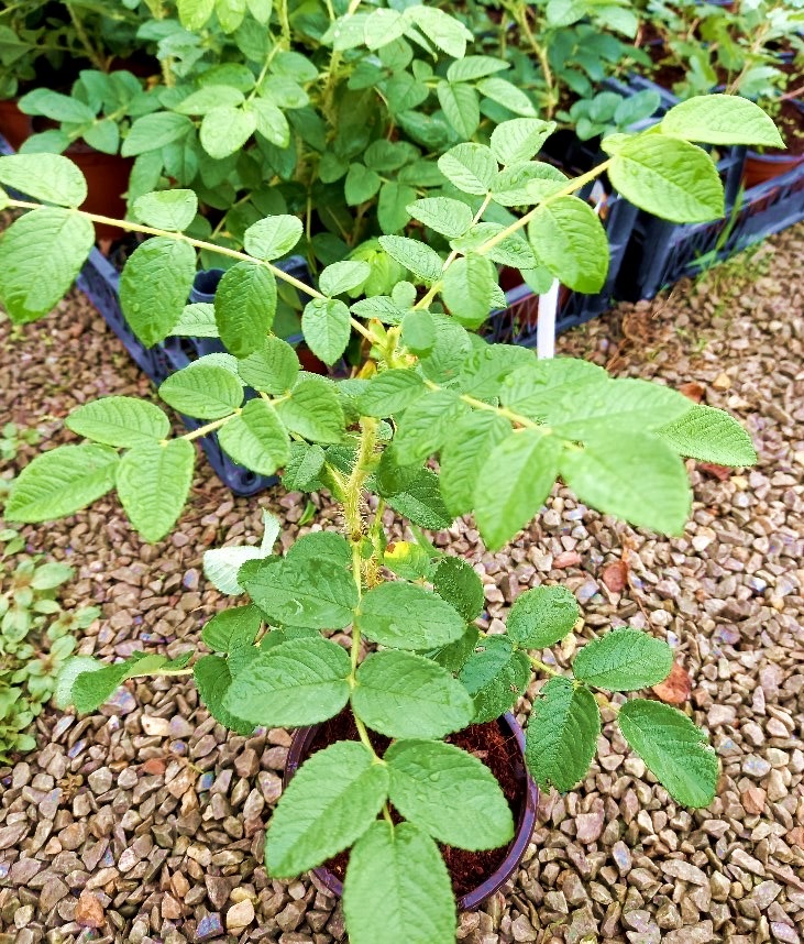 KUŞBURNU FİDANI 10 ADET - Rosa Canina