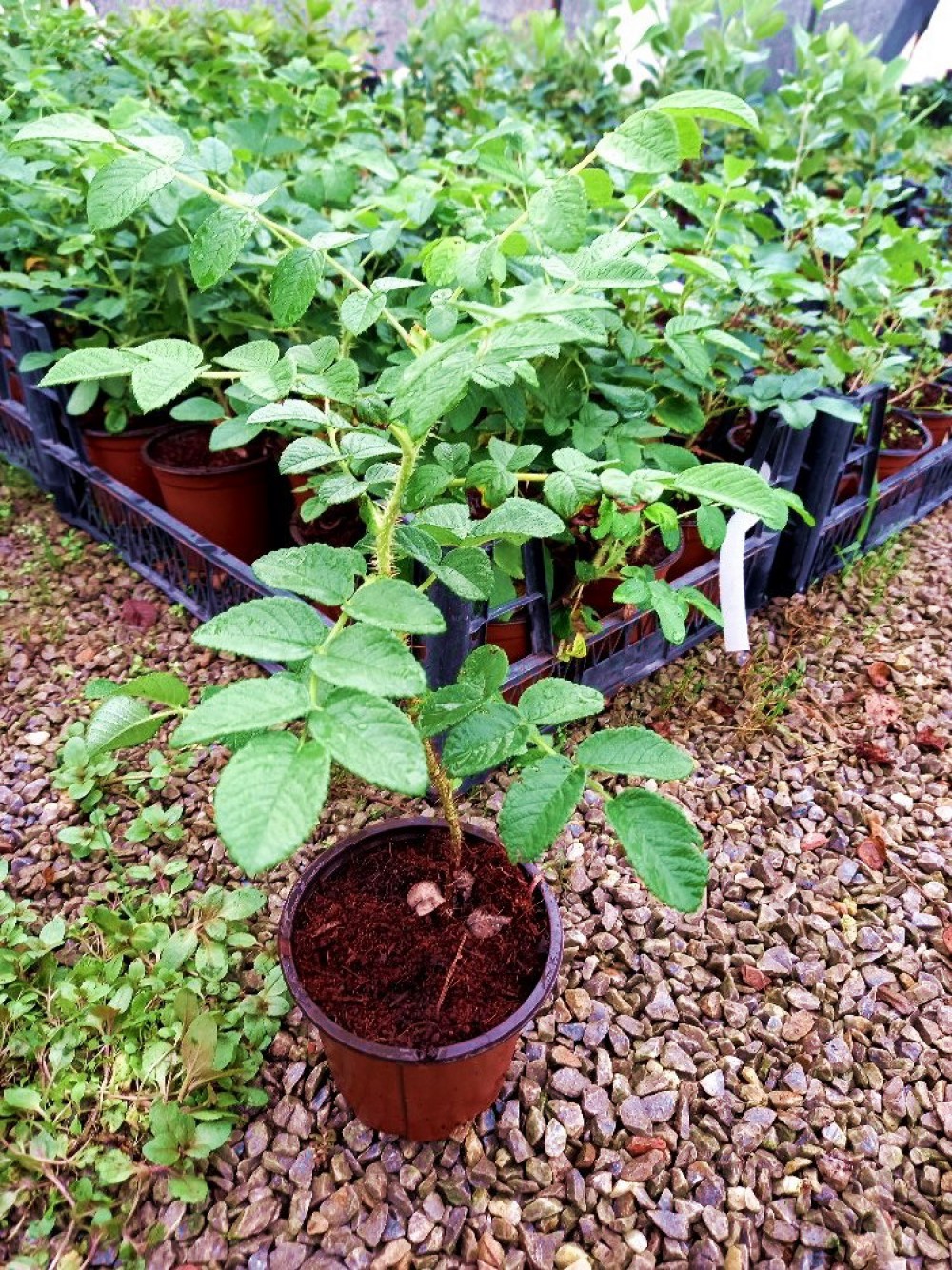 KUŞBURNU FİDANI 10 ADET - Rosa Canina