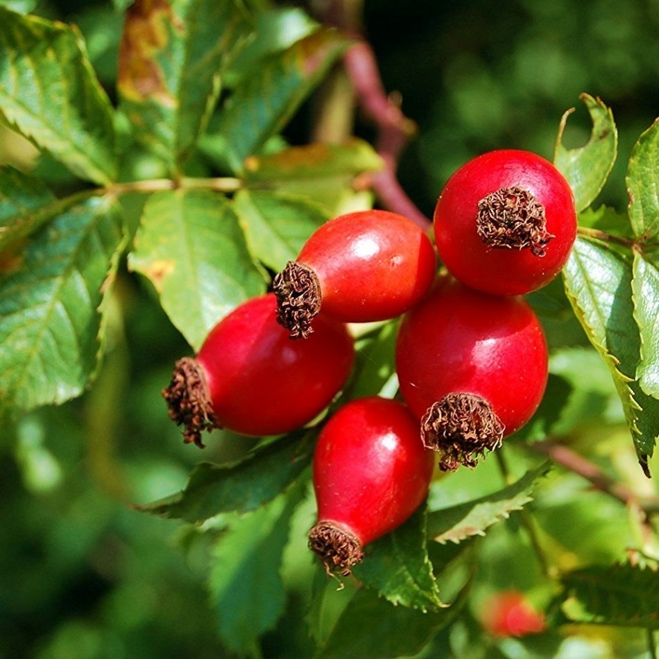 KUŞBURNU FİDANI 5 ADET - Rosa Canina