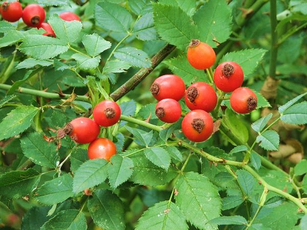 KUŞBURNU FİDANI 5 ADET - Rosa Canina