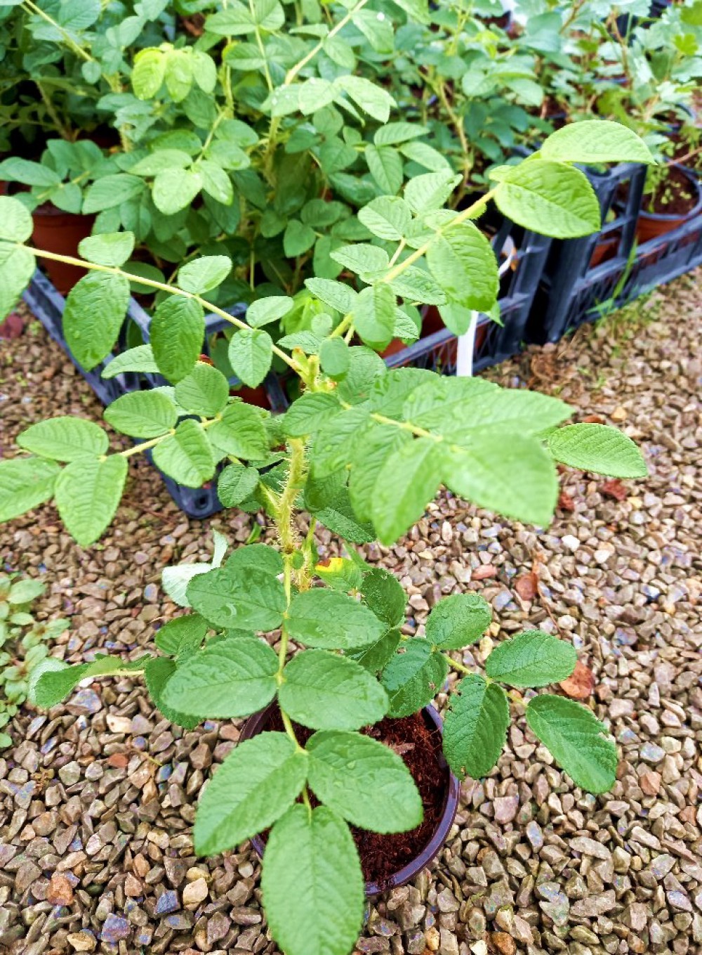 KUŞBURNU FİDANI 5 ADET - Rosa Canina