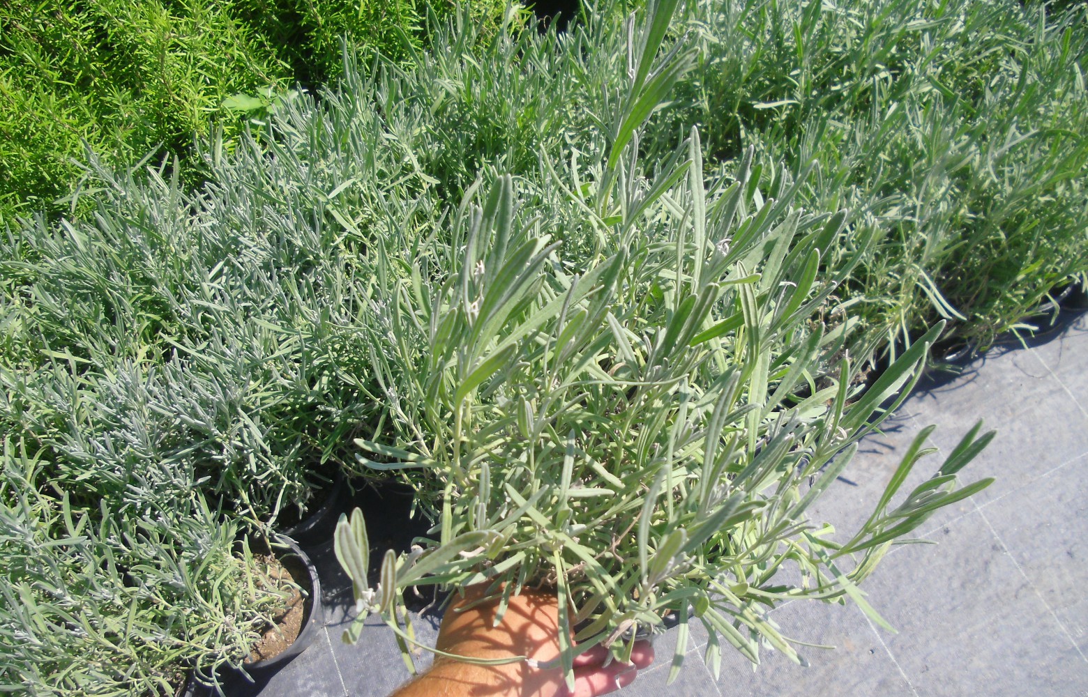 LAVANTA FİDANI 20 ADET - SAKSIDA 20-30 cm