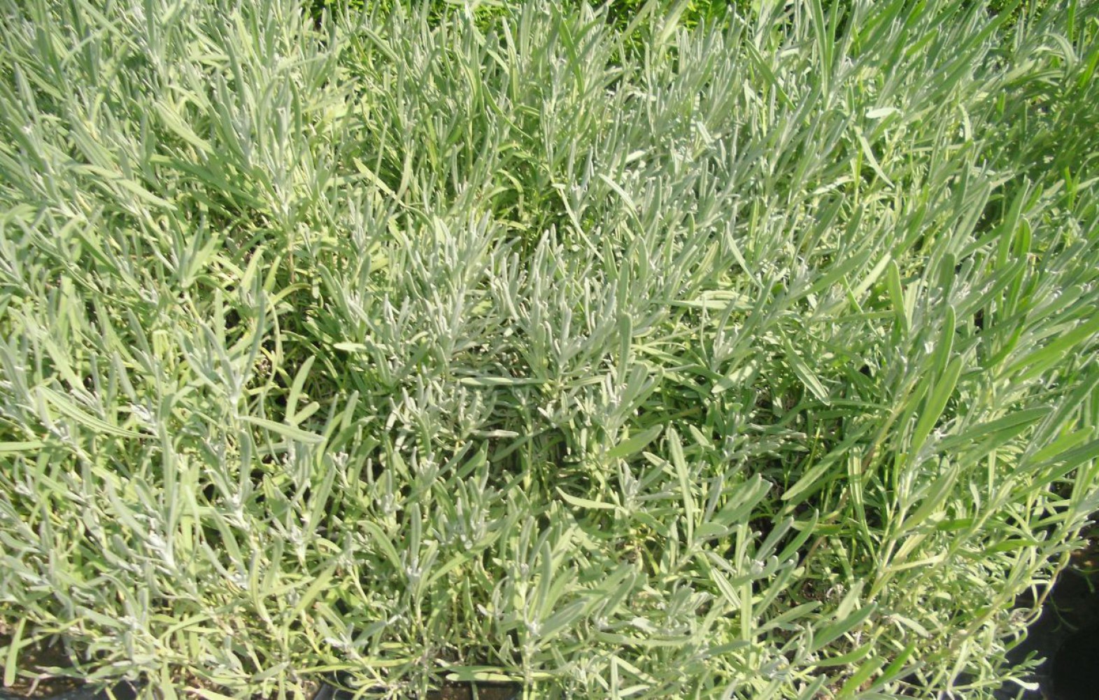 LAVANTA FİDANI 3 ADET - SAKSIDA 20-30 cm