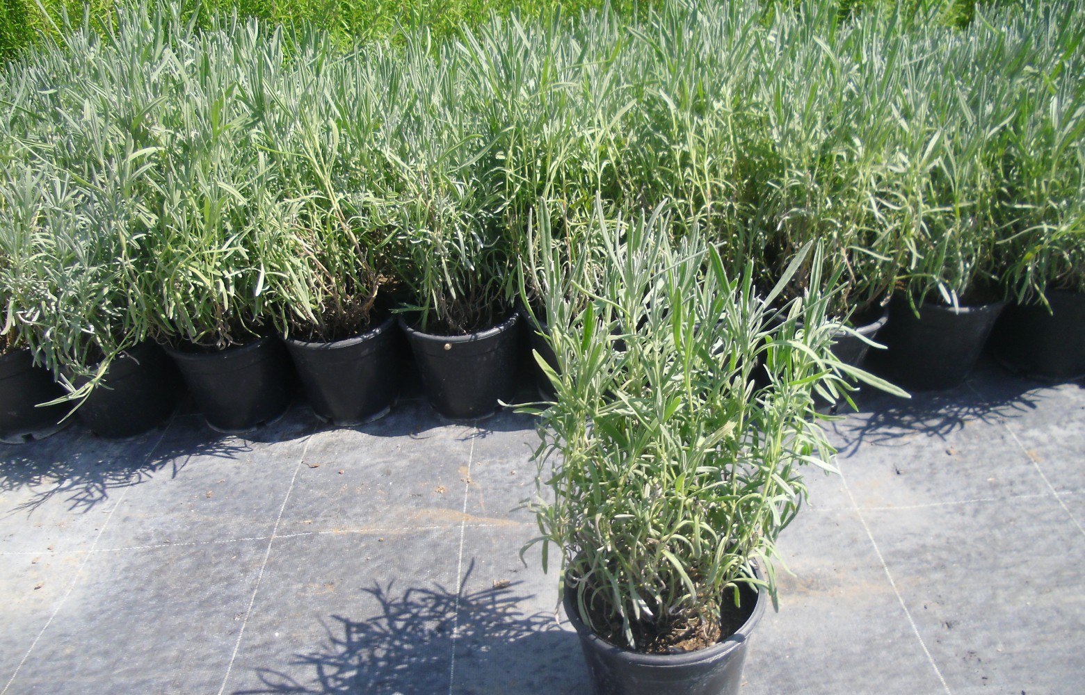 LAVANTA FİDANI 30 ADET - SAKSIDA 20-30 cm