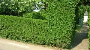 LİGUSTRUM KURTBAĞRI 30 ADET - ÇİT BİTKİSİ