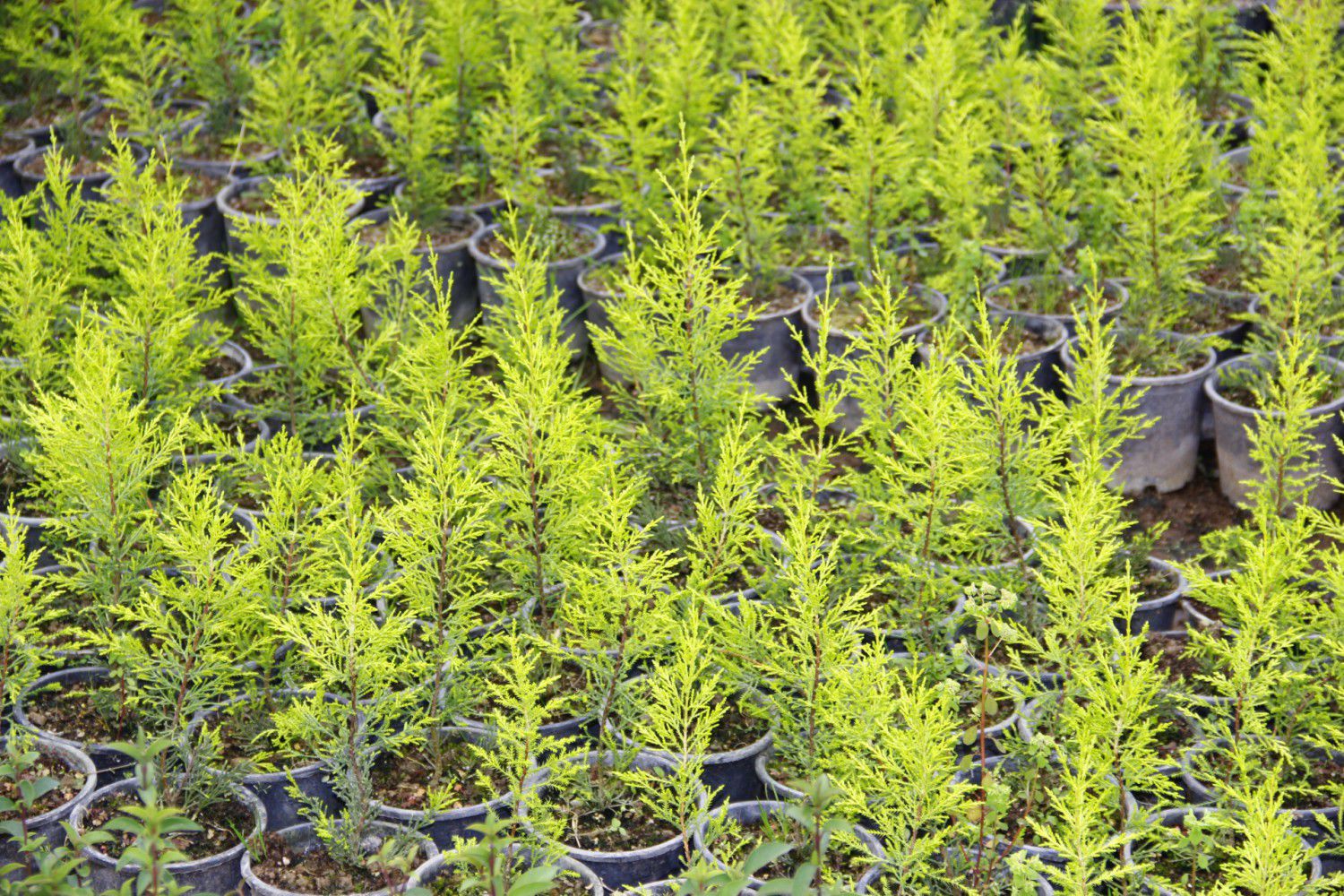 LİMON ÇAMI 10 ADET - SARI RENKLİ HEDİYELİK