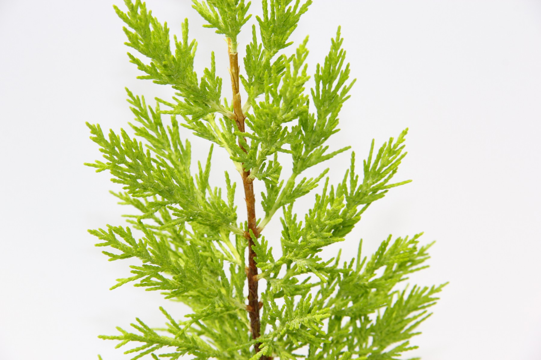 LİMON ÇAMI 3 ADET - HEDİYELİK SARI SAKSIDA