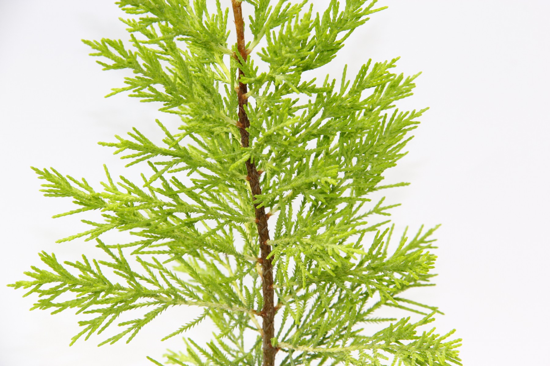 LİMON ÇAMI - HEDİYELİK SARI SAKSIDA