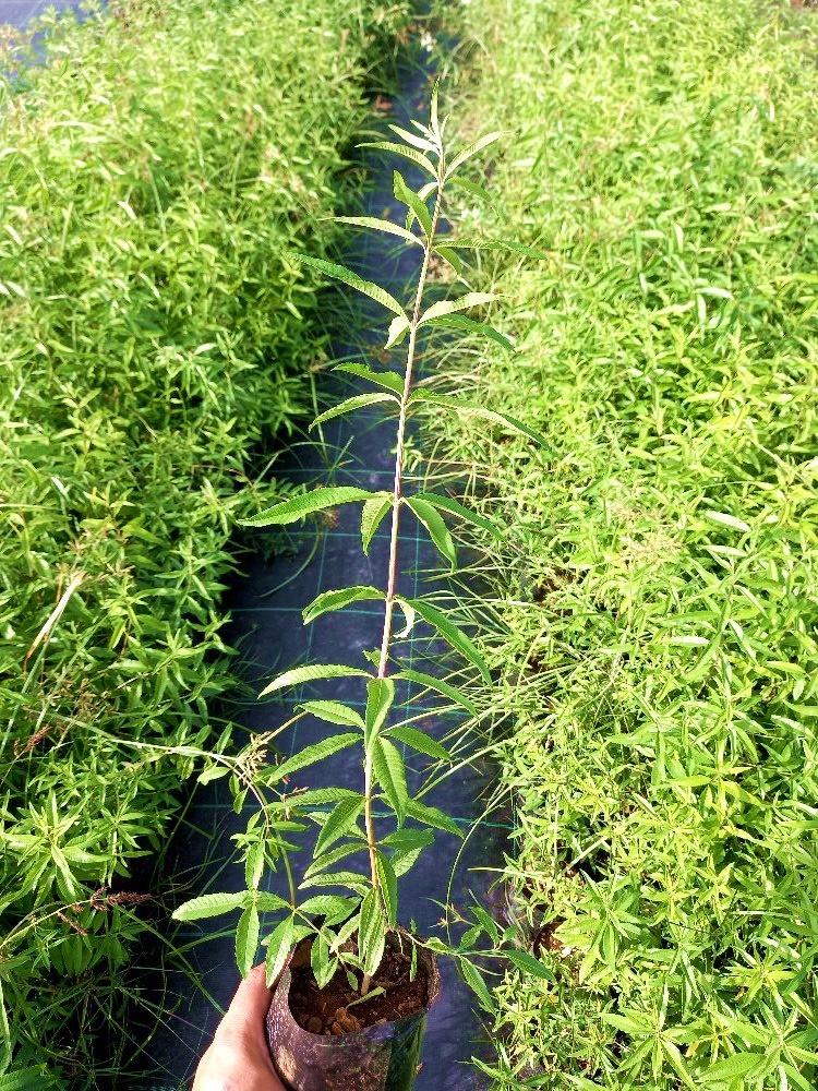 LİMON MELİSA  BİTKİSİ 5 ADET - Melissa Officinalis