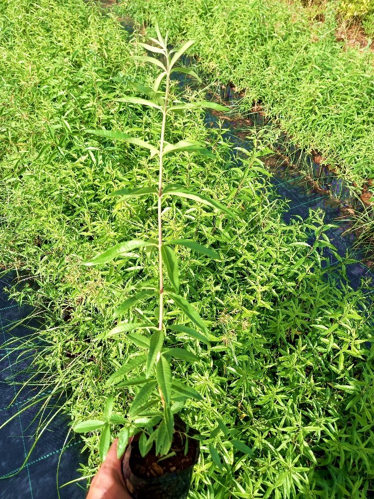 LİMON MELİSA  BİTKİSİ 5 ADET - Melissa Officinalis