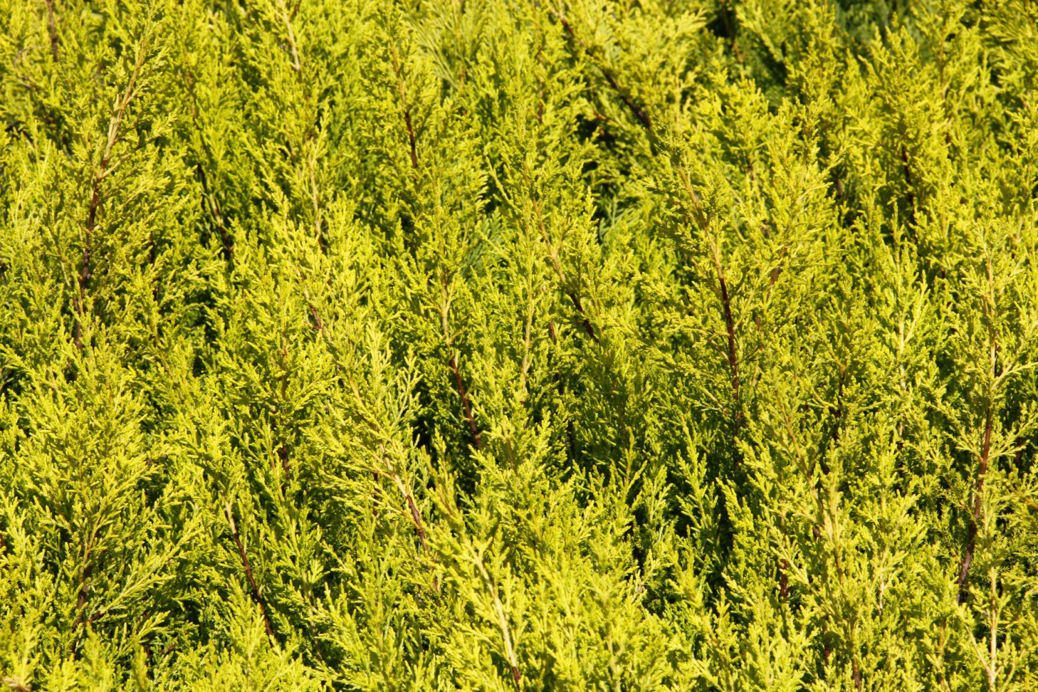 LİMON SERVİ 10 ADET ÇİT BİTKİSİ - AŞILI ÇİT BİTKİSİ