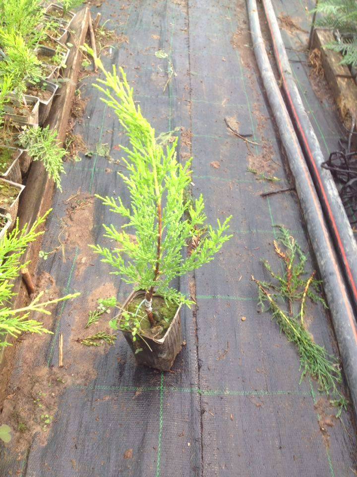 LİMON SERVİ 20 ADET ÇİT BİTKİSİ - AŞILI ÇİT BİTKİSİ