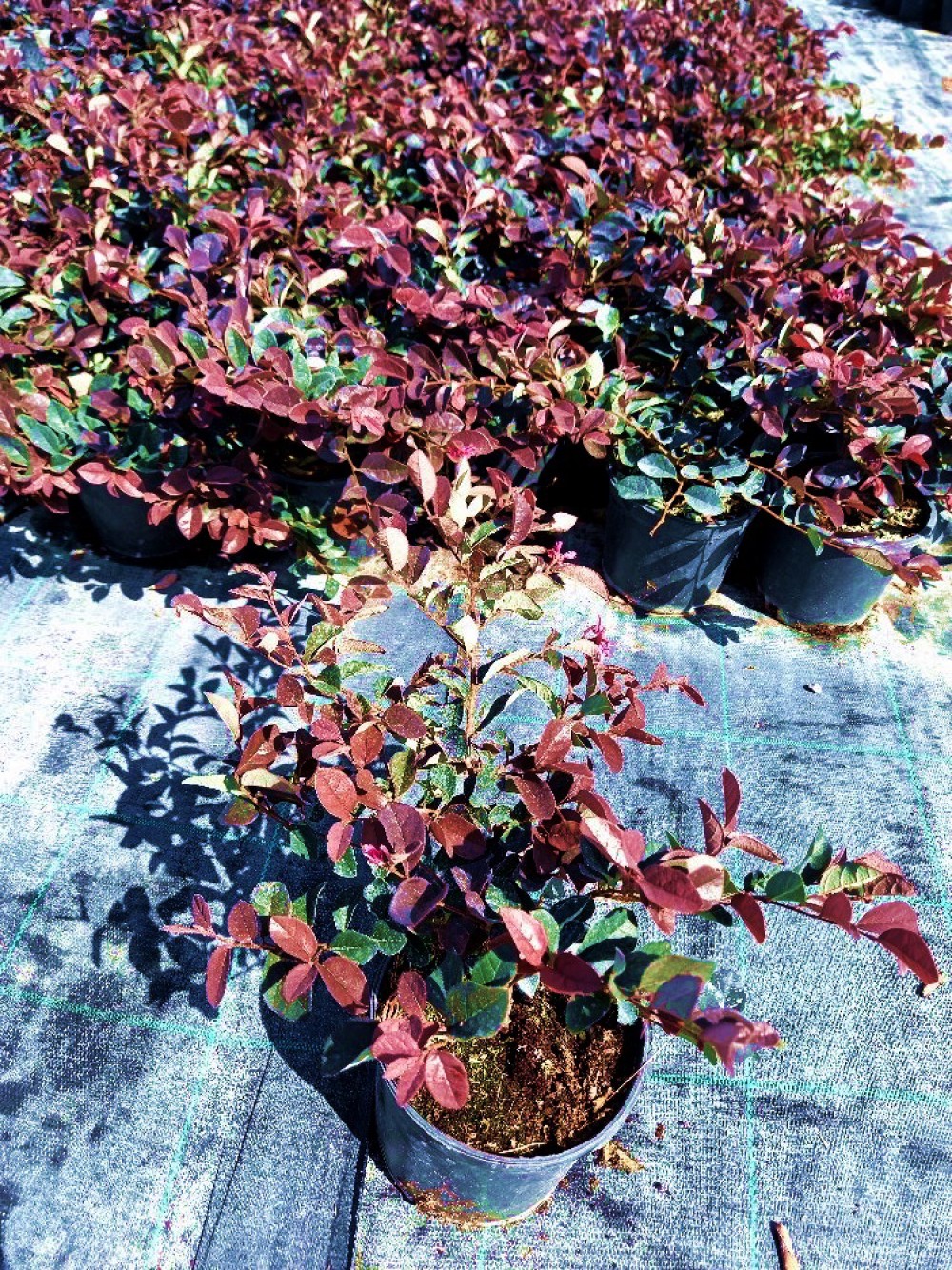 LOROPETALUM - PEMBE RÜYA ÇİÇEĞİ 10 ADET