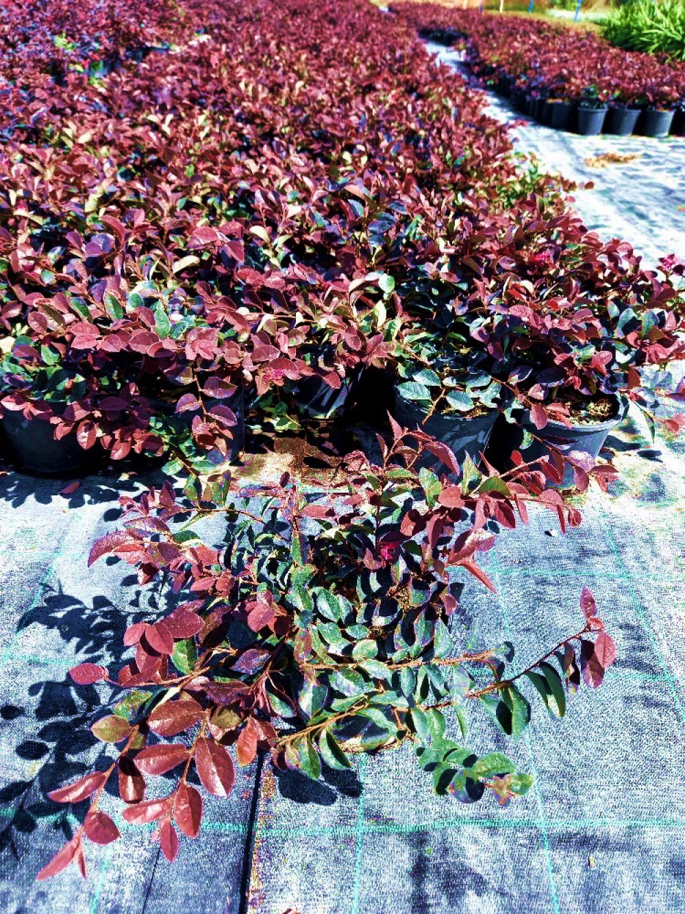 LOROPETALUM - PEMBE RÜYA ÇİÇEĞİ 10 ADET