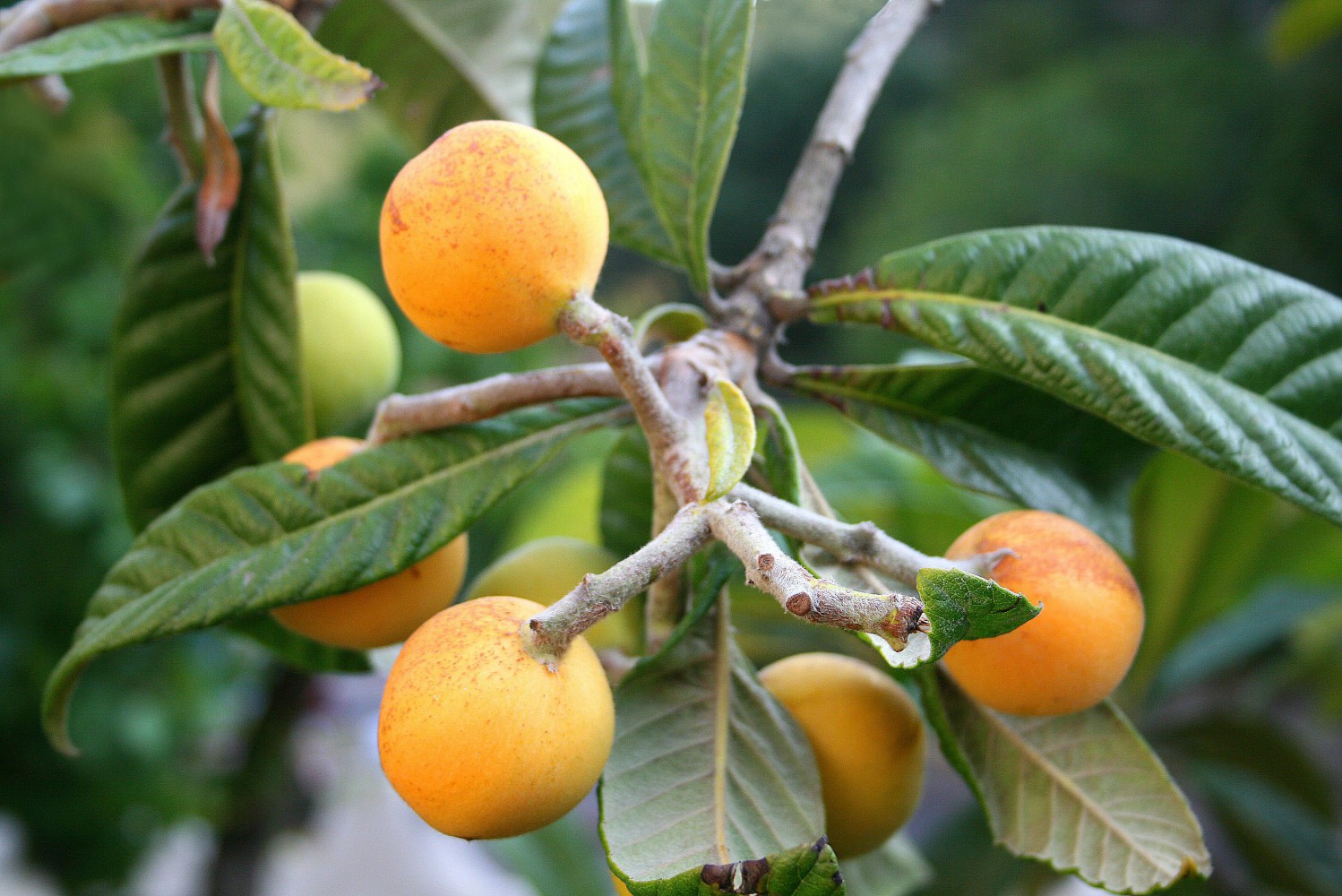 MALTA ERİĞİ - YENİ DÜNYA FİDANI ( Eriobotrya Japonica )