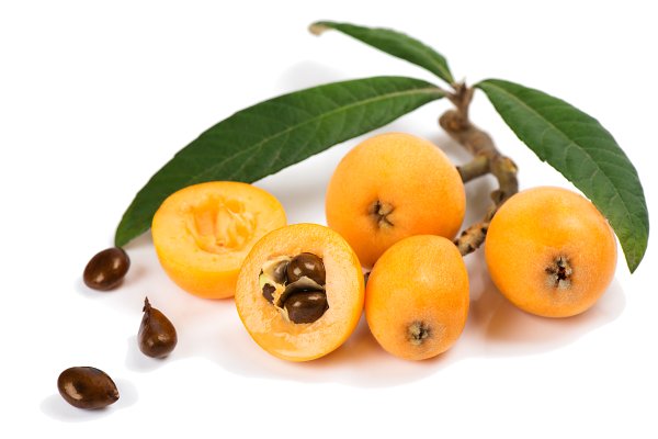 MALTA ERİĞİ - YENİ DÜNYA FİDANI ( Eriobotrya Japonica )