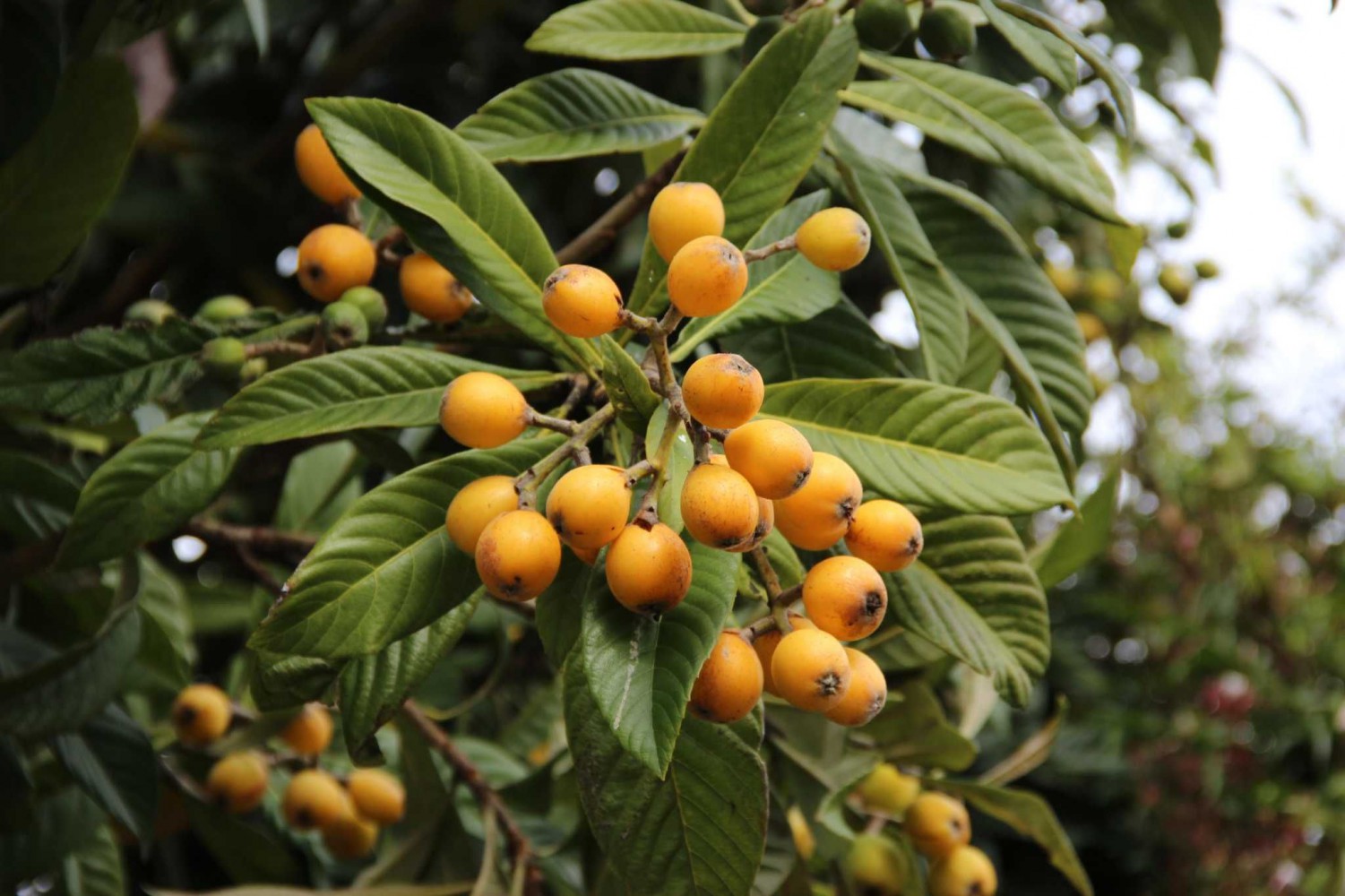 MALTA ERİĞİ - YENİ DÜNYA FİDANI ( Eriobotrya Japonica )