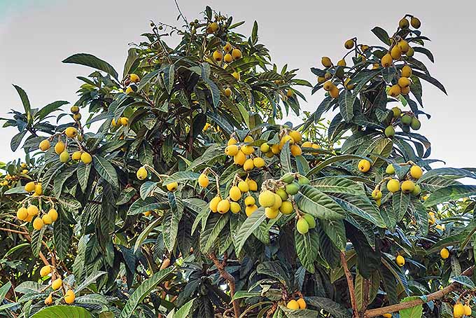 MALTA ERİĞİ - YENİ DÜNYA FİDANI ( Eriobotrya Japonica )