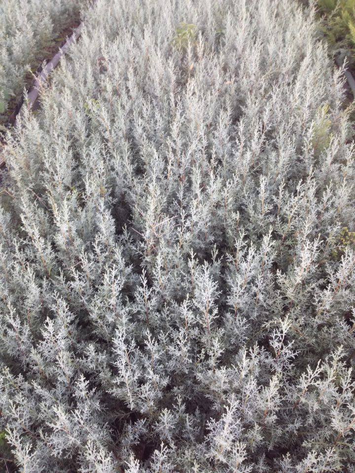 MAVİ SERVİ 10 ADET ÇİT BİTKİSİ - AŞILI ÇİT BİTKİSİ