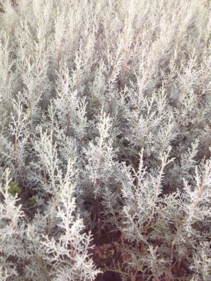 MAVİ SERVİ 10 ADET ÇİT BİTKİSİ - AŞILI ÇİT BİTKİSİ