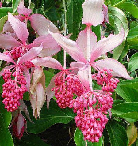 MEDİNE GÜLÜ ÇİÇEĞİ 2 ADET - Medinilla Magnifica HEDİYELİK EV BİTKİSİ
