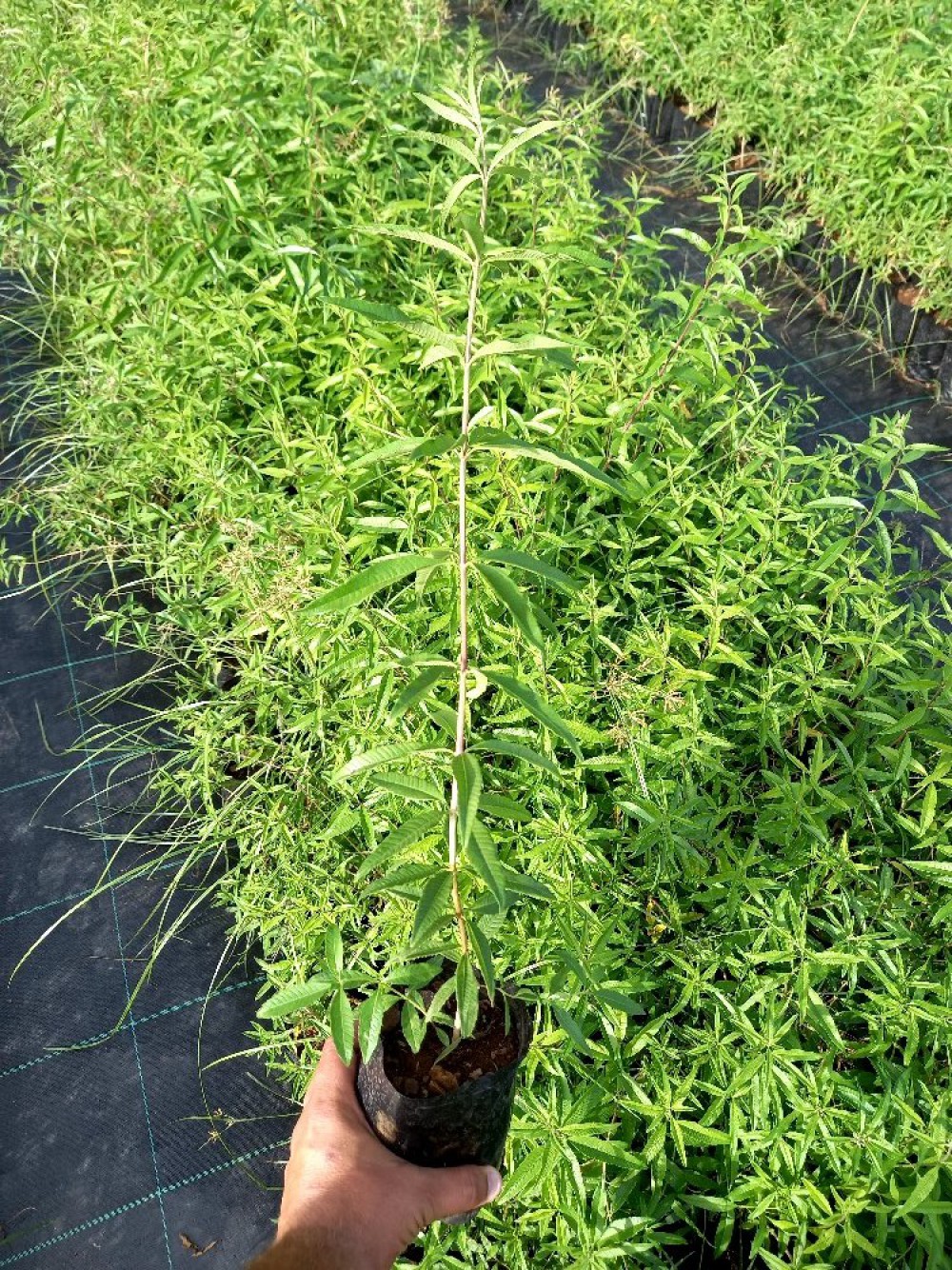 MELİSA ÇİÇEĞİ FİDANI 20 ADET - Cestrum Nocturnum