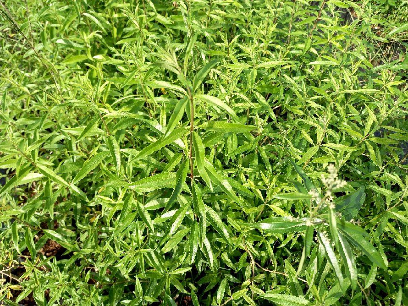 MELİSA ÇİÇEĞİ FİDANI 3 ADET - Cestrum Nocturnum