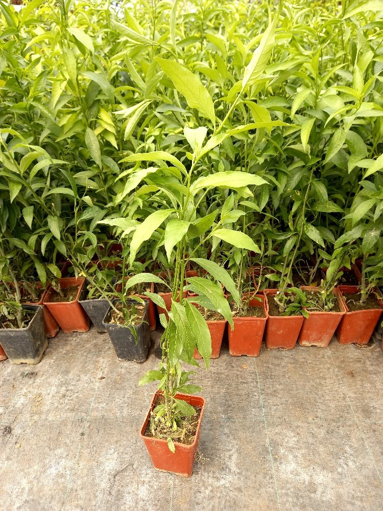 MELİSA ÇİÇEĞİ FİDANI 5 ADET - Cestrum Nocturnum