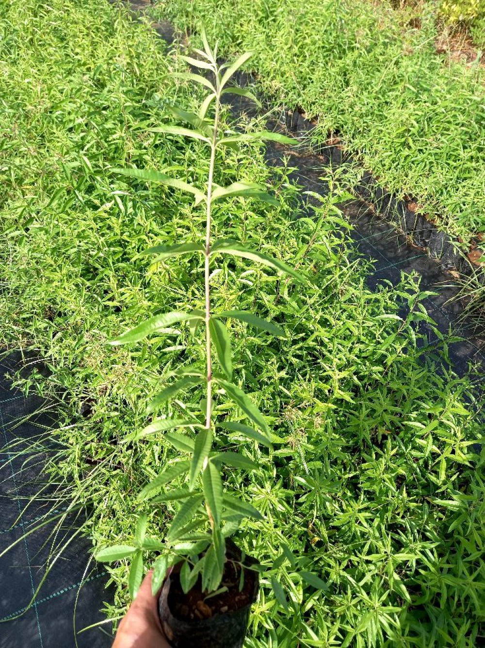 MELİSA ÇİÇEĞİ FİDANI 5 ADET - Cestrum Nocturnum