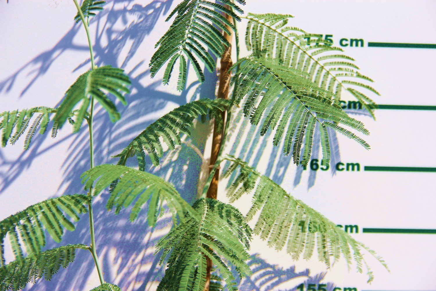 MİMOZA AĞACI 150-200 CM