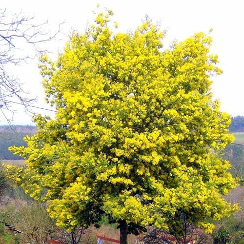 MİMOZA AĞACI 150-200 CM