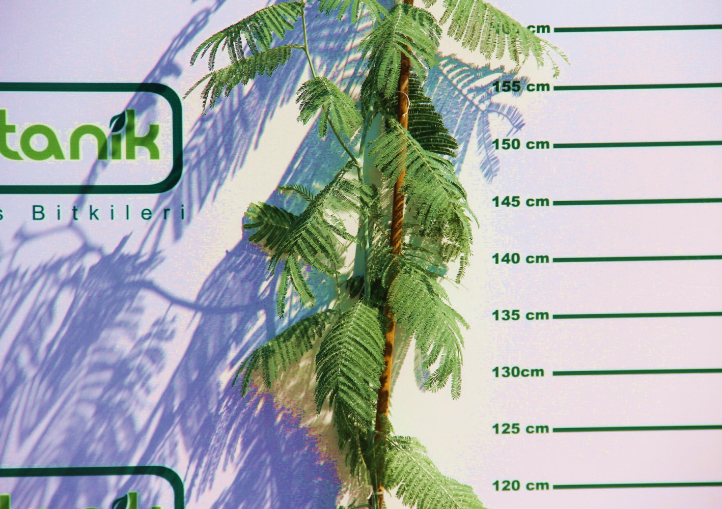 MİMOZA AĞACI 150-200 CM